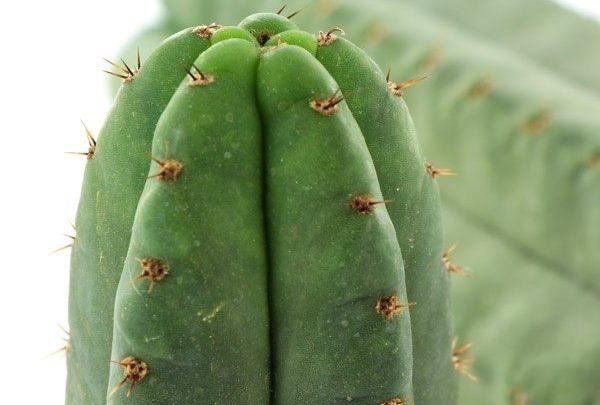 Cactus san pedro (Echinopsis pachanoi)