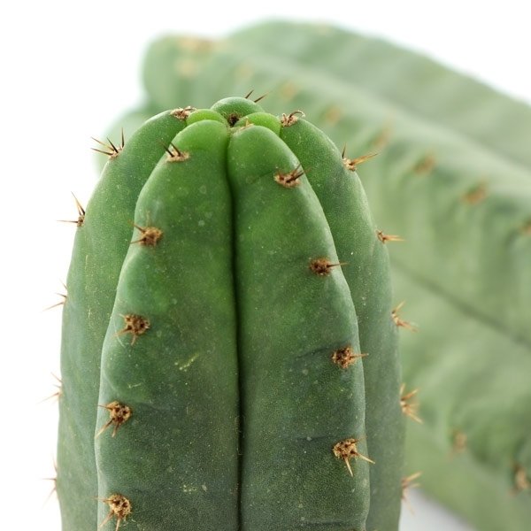 Cactus san pedro (Echinopsis pachanoi)