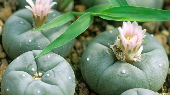 Peyote lophophora williamsii floreciendo