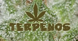 Terpenos de Marihuana