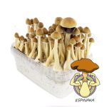 KIT AUTOCULTIVO SETAS CAMBODIAN