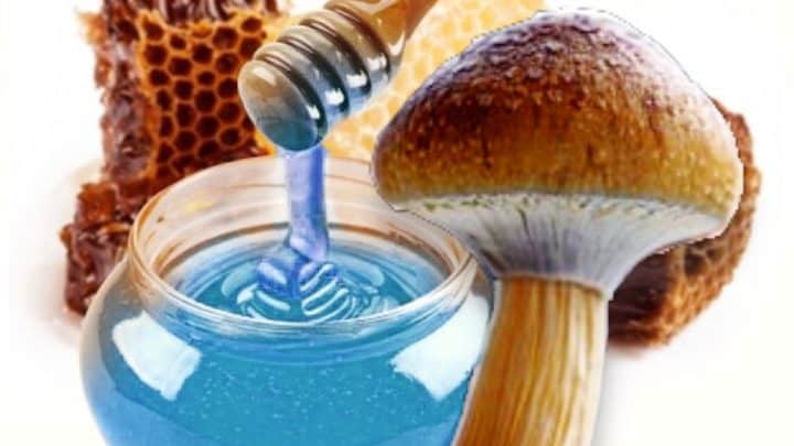 receta miel azul espinakagrow