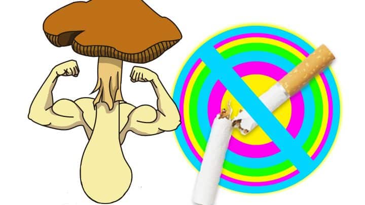setas psilocybe y el tabaquismo espinakagrow