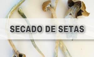 LA IMPORTANCIA DE SECAR BIEN LAS SETAS MÁGICAS