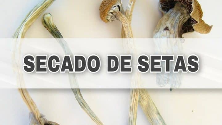 espinakagrow secado de setas