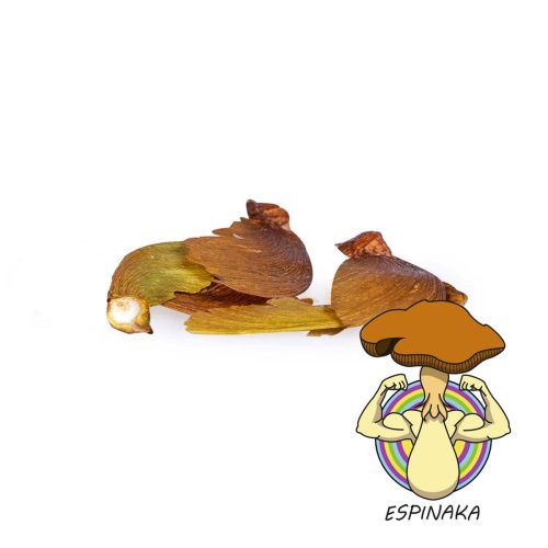 BANISTERIOPSIS CAAPI (10 SEMILLAS)