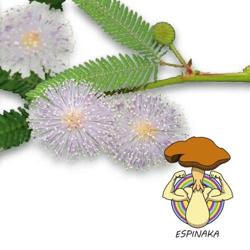 MIMOSA HOSTILIS (10 SEMILLAS)