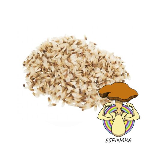 semillas khat
