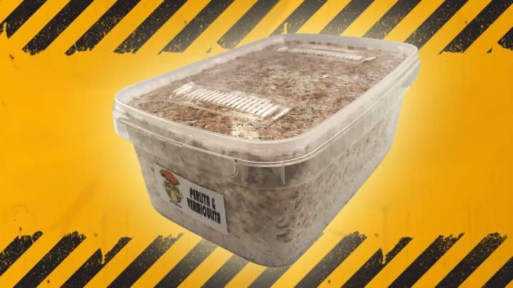 errores en el cultivo de setas alucinógenas