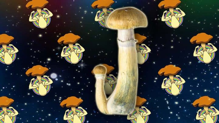 efectos y dosis de las setas alucinógenas
