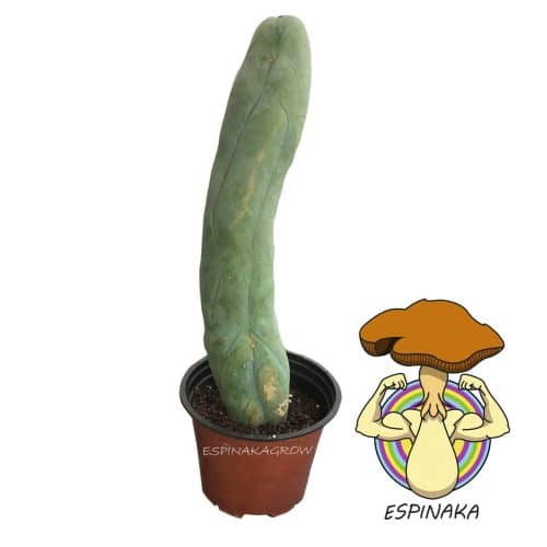 TRICHOCEREUS BRIDGESII O CACTUS PENE