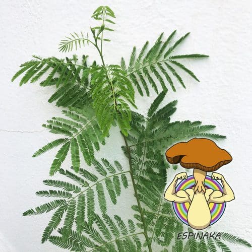 planta de mimosa hostilis
