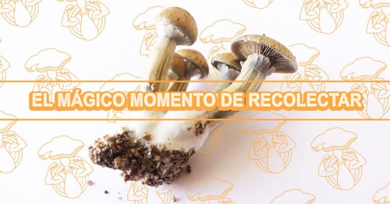LA MEJOR FORMA DE COSECHAR SETAS DE TU KIT DE CULTIVO