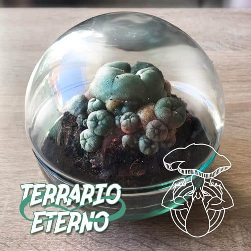 TERRARIO ETERNO CACTUS PEYOTE