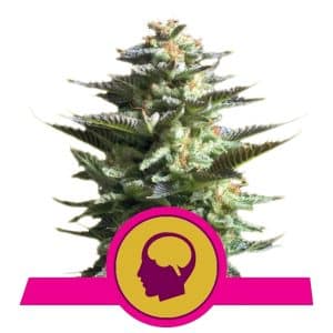 AMNESIA HAZE ROYAL QUEEN