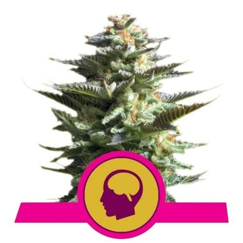 AMNESIA HAZE ROYAL QUEEN