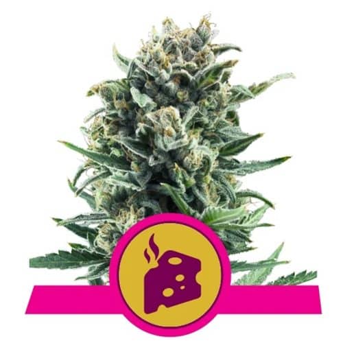 BLUE CHEESE ROYAL QUEEN
