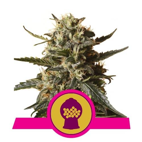 BUBBLEGUM XL ROYAL QUEEN