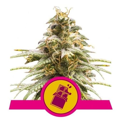 CHOCOLATE HAZE ROYAL QUEEN
