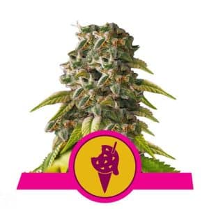 COOKIES GELATO ROYAL QUEEN