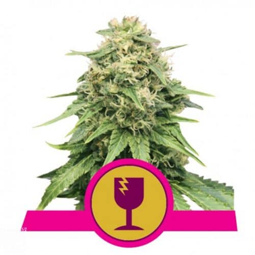 CRITICAL KUSH ROYAL QUEEN