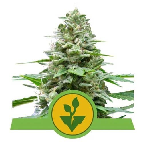 EASY BUD ROYAL QUEEN