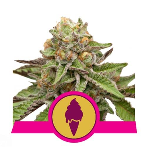 GREEN GELATO ROYAL QUEEN