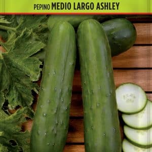 SEMILLAS PEPINO ASHLEY