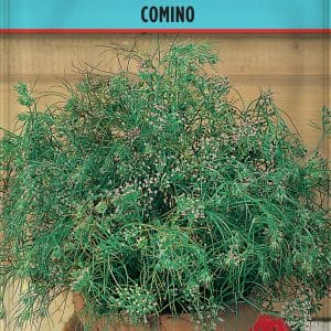 SEMILLAS DE COMINO
