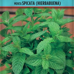 SEMILLAS HIERBABUENA
