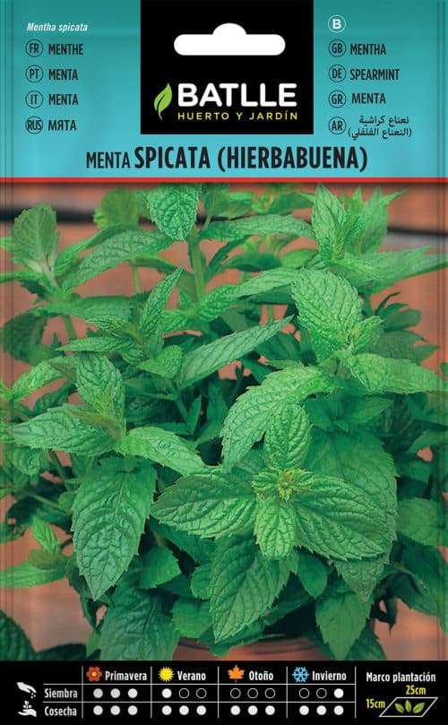 SEMILLAS HIERBABUENA