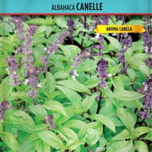 SEMILLAS ALBAHACA GIGANTE