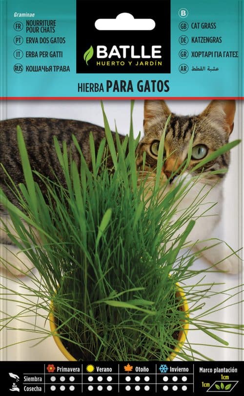 SEMILLAS HIERBA GATERA