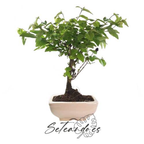 Bonsái Sageretia theezans (ciruelo chino)
