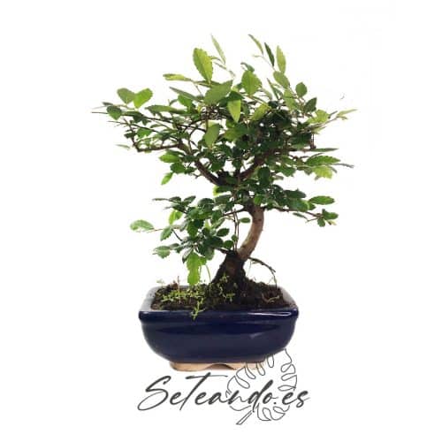 Bonsái Ulmus Parviflora (Olmo chino)