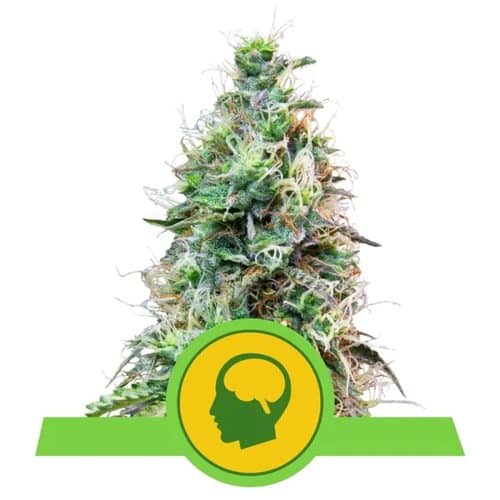 AMNESIA HAZE AUTO. ROYAL QUEEN
