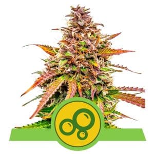BUBBLE KUSH AUTO ROYAL QUEEN