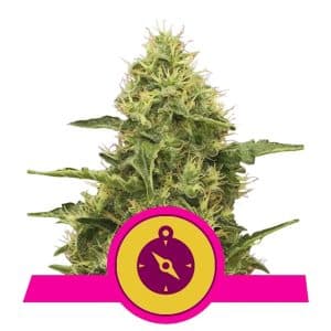 NORTHERN LIGHT ROYAL QUEEN