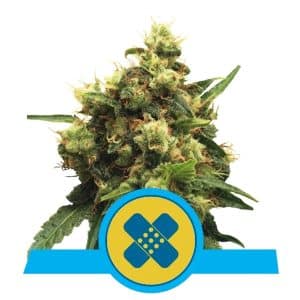 PAINKILLER XL CBD ROYAL QUEEN