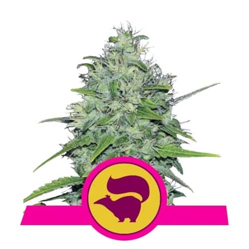 SKUNK XL ROYAL QUEEN
