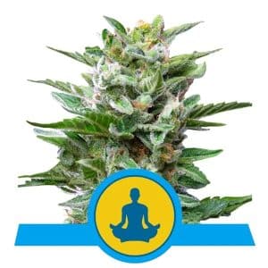 STRESS KILLER AUTO CBD