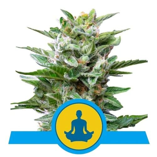 STRESS KILLER AUTO CBD