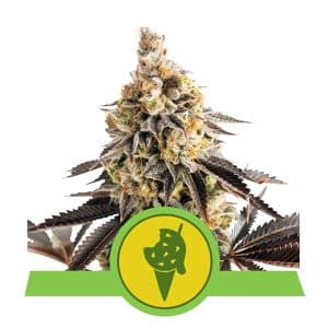 COOKIES GELATO AUTO ROYAL QUEEN