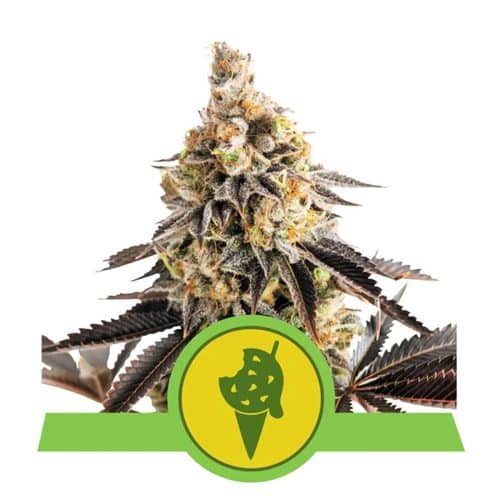 COOKIES GELATO AUTO ROYAL QUEEN
