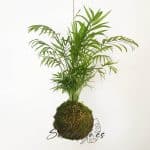 palmera de salón kokedama