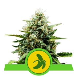 FAT BANANA AUTO ROYAL QUEEN