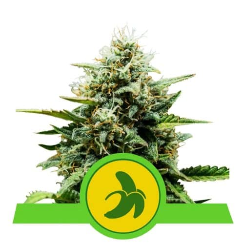 FAT BANANA AUTO ROYAL QUEEN