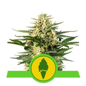 GREEN GELATO AUTO ROYAL QUEEN