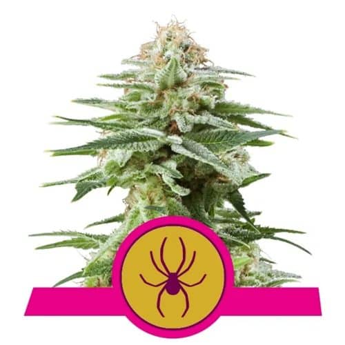 WHITE WIDOW ROYAL QUEEN