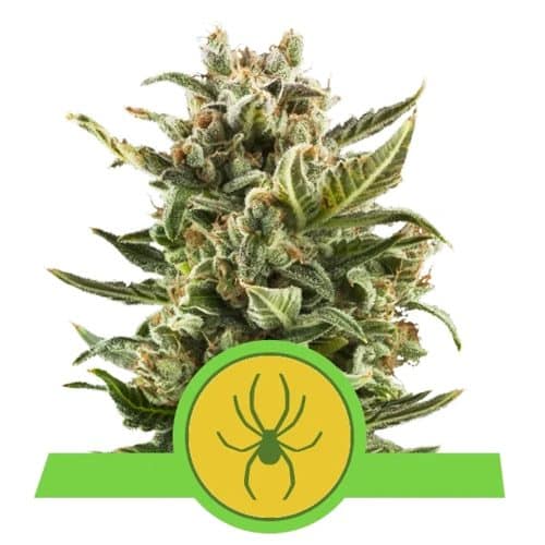 WHITE WIDOW AUTO ROYAL QUEEN